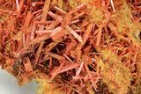Bright Orange Crocoite Crystal Cluster - Tasmania #206962-4